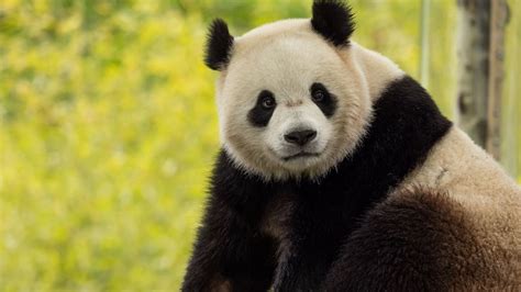 are all pandas returning to china